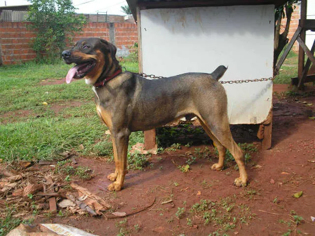 Cachorro ra a RotwailerMIX idade 1 ano nome SUAT