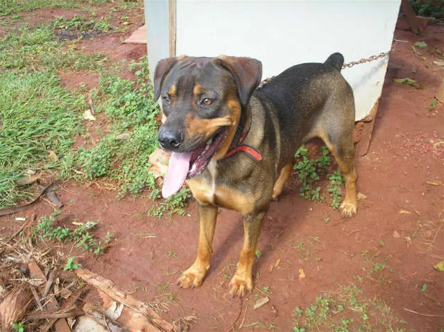 Cachorro ra a RotwailerMIX idade 1 ano nome SUAT