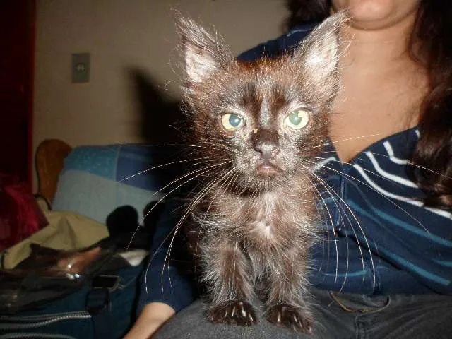 Gato ra a SRD idade 2 a 6 meses nome Link