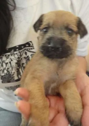 Cachorro raça SRD idade Abaixo de 2 meses nome Bebes encontradas n