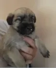 Bebes encontradas n