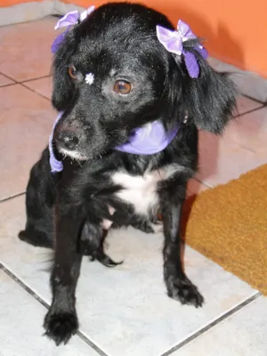 Cachorro raça SRD idade 2 anos nome Josefina