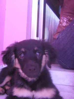 Cachorro raça  idade 2 a 6 meses nome Não tem