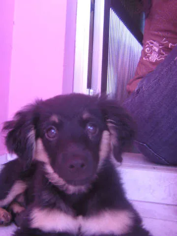 Cachorro ra a  idade 2 a 6 meses nome Não tem