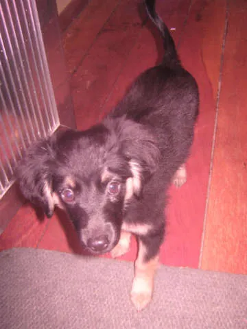 Cachorro ra a  idade 2 a 6 meses nome Não tem