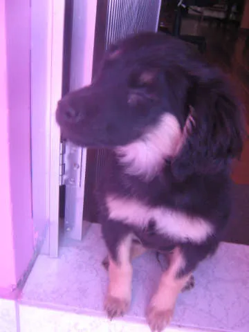 Cachorro ra a  idade 2 a 6 meses nome Não tem