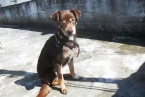 Cachorro raça SRD idade 5 anos nome SN