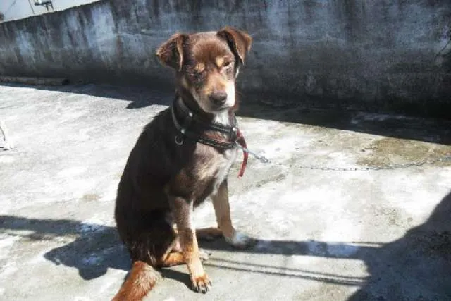 Cachorro ra a SRD idade 5 anos nome SN