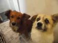 Tico e Teco