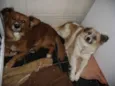 Tico e Teco