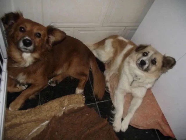 Cachorro ra a SRD idade  nome Tico e Teco