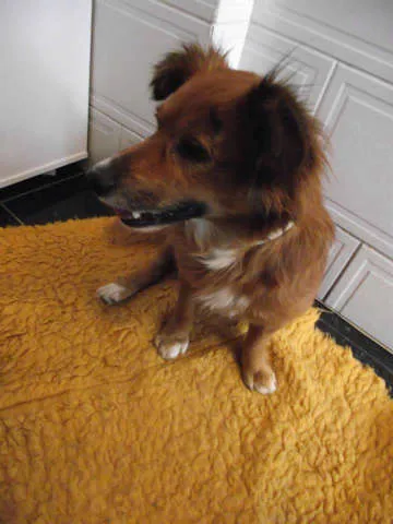 Cachorro ra a SRD idade  nome Tico e Teco