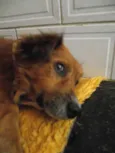Tico e Teco