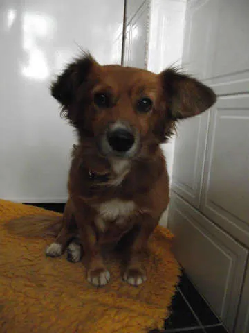 Cachorro ra a SRD idade  nome Tico e Teco