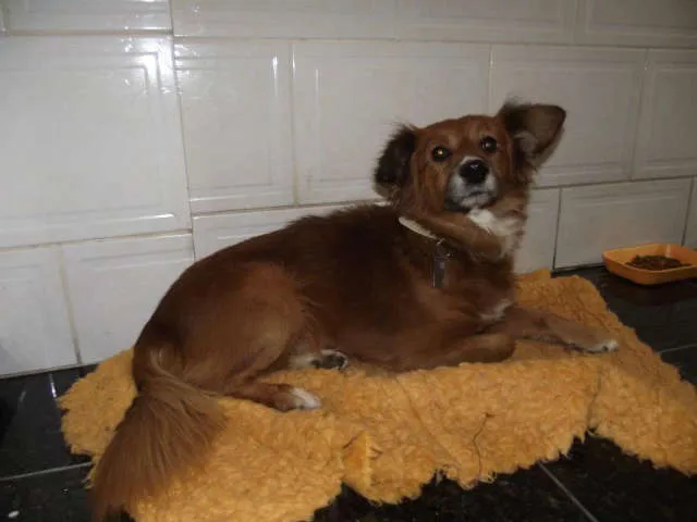 Cachorro ra a SRD idade  nome Tico e Teco