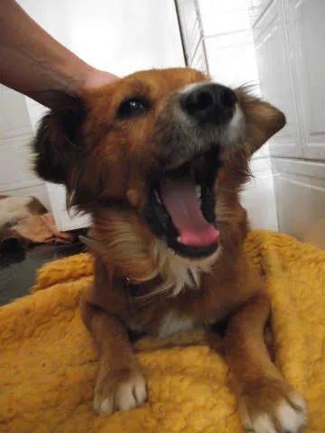 Cachorro ra a SRD idade  nome Tico e Teco