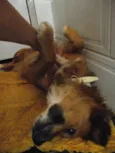 Tico e Teco