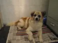 Tico e Teco