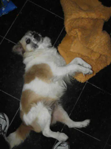 Cachorro ra a SRD idade  nome Tico e Teco