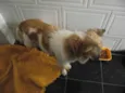 Tico e Teco