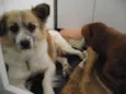 Tico e Teco