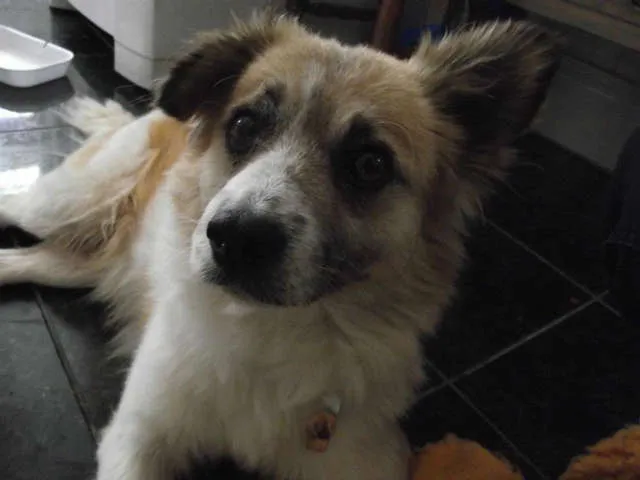 Cachorro ra a SRD idade  nome Tico e Teco