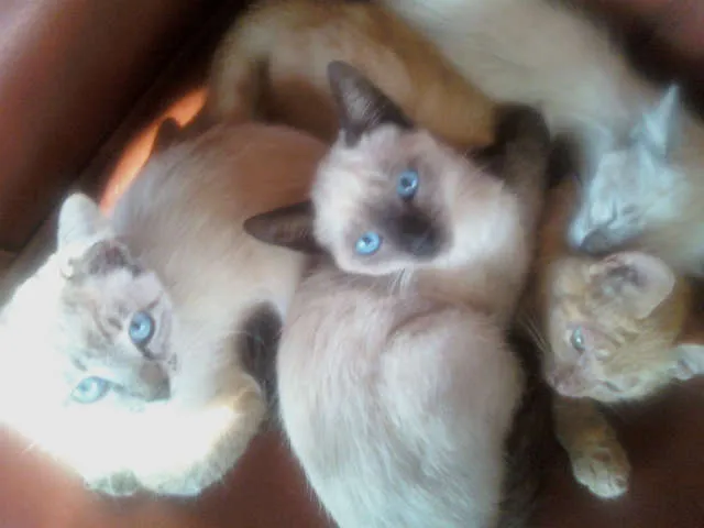 Gato ra a Siamês idade 2 a 6 meses nome Fofurinhas