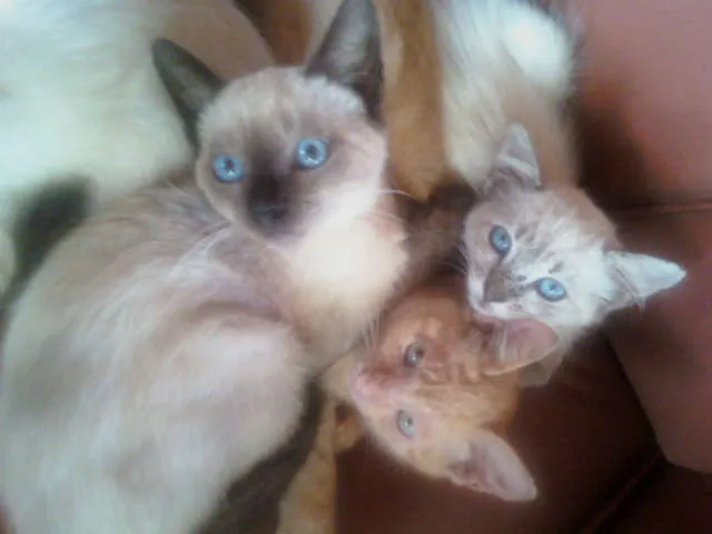 Gato ra a Siamês idade 2 a 6 meses nome Fofurinhas
