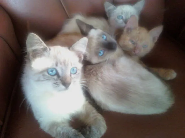 Gato ra a Siamês idade 2 a 6 meses nome Fofurinhas