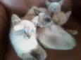Fofurinhas