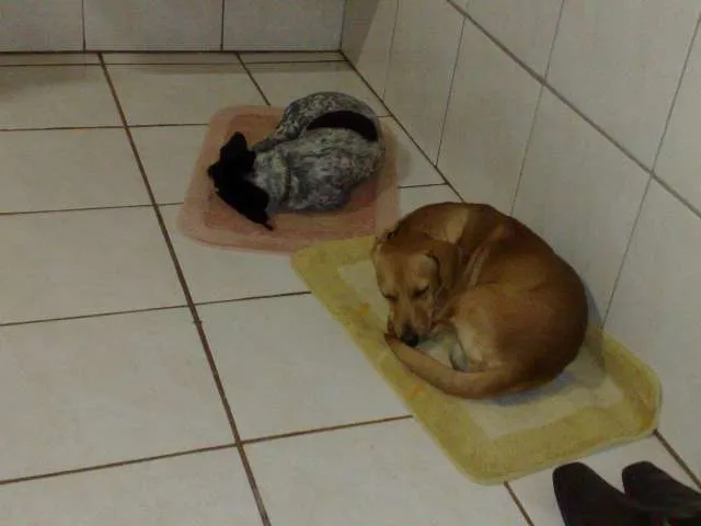 Cachorro ra a SRD idade 1 ano nome Branquinha