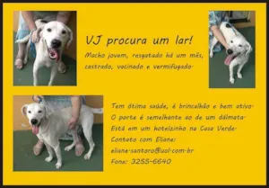 Cachorro raça SRD idade 2 a 6 meses nome VEJOTA