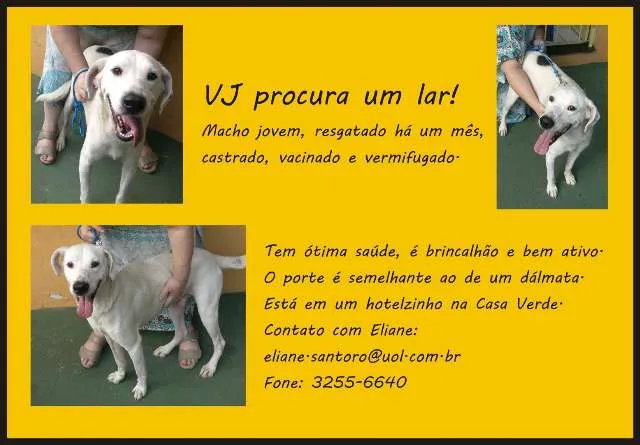 Cachorro ra a SRD idade 2 a 6 meses nome VEJOTA