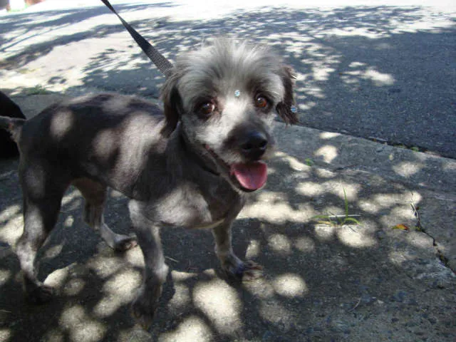 Cachorro ra a Mestiço Poodle idade  nome Laika