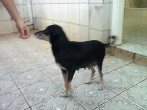 Cachorro raça SRD idade 2 anos nome Fêmea