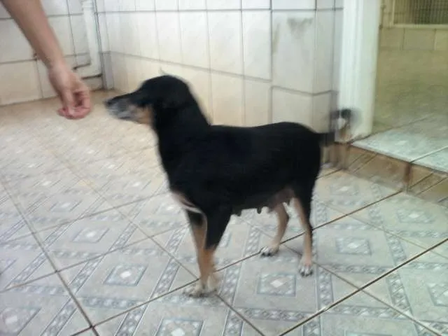 Cachorro ra a SRD idade 2 anos nome Fêmea