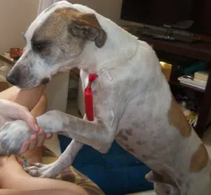 Cachorro raça Mestiço idade 2 anos nome Zeca