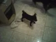 Pitoco