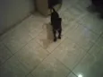 Pitoco
