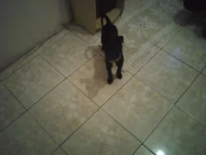 Cachorro raça SRD idade 2 a 6 meses nome Pitoco