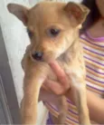 Cachorrinhos para a