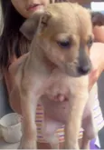Cachorrinhos para a