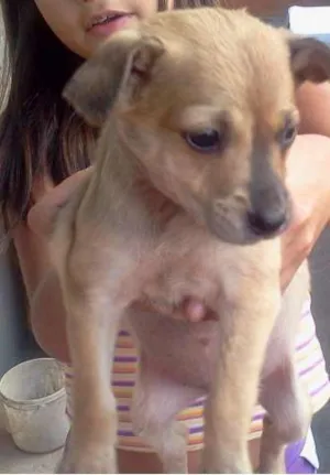 Cachorro raça  idade Abaixo de 2 meses nome Cachorrinhos para a