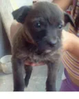 Cachorrinhos para a