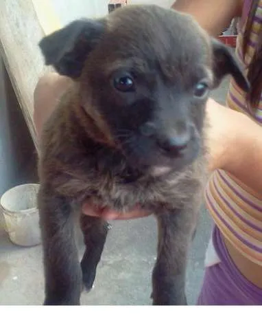 Cachorro ra a  idade Abaixo de 2 meses nome Cachorrinhos para a