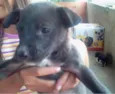 Cachorrinhos para a