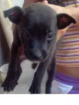 Cachorrinhos para a