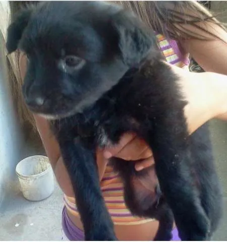 Cachorro ra a  idade Abaixo de 2 meses nome Cachorrinhos para a
