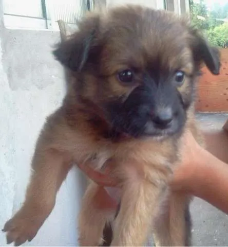 Cachorro ra a  idade Abaixo de 2 meses nome Cachorrinhos para a