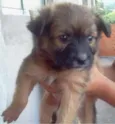 Cachorrinhos para a